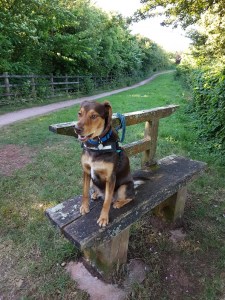 Bench on Footpath 13/old ring road